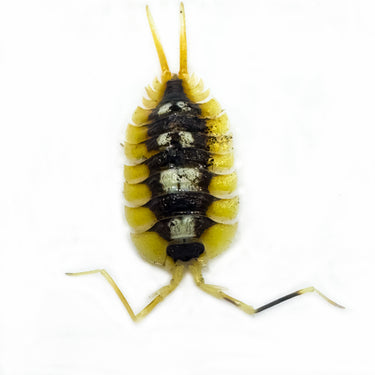 Porcellio Expansus